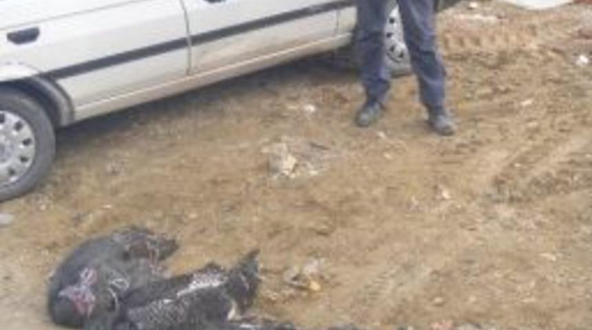 Bilecik&rsquo;te Yılbaşı Hindilerine Rağbet Yok