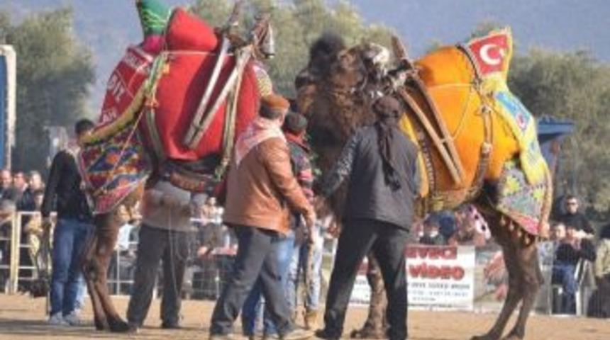 Bayındır&rsquo;da Deve G&uuml;reşi