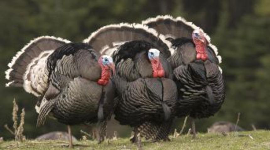 TZOB: D&uuml;nyadaki Hindilerin Yarısı ABD&rsquo;de Yetişiyor