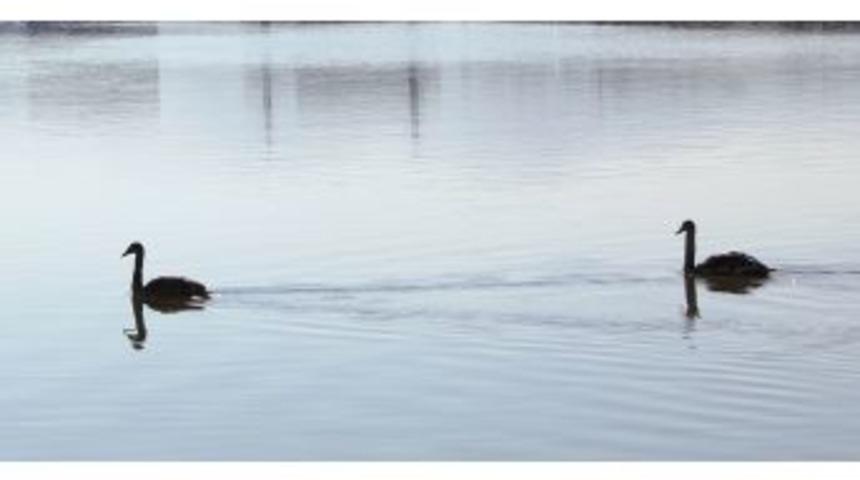 Kuğular Ordu'da Mola Verdi