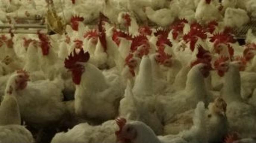 Beyaz Et &Uuml;reticileri Zararına Satış Yapıyor