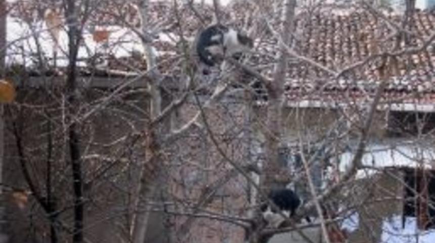 Kedilerin Ağa&ccedil;ta G&uuml;neş Keyfi