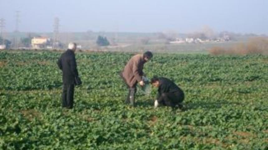 Tekirdağ&rsquo; Da Kanolada Ka&ccedil;ak Pestisit Kullanımı &Ccedil;alışmaları Devam Ediyor