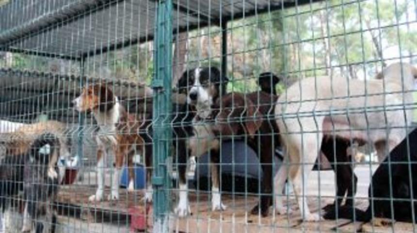 Paşalı: "hayvan Satın Almayın Sahiplenin"