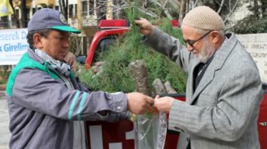 Muğla'da 'Fidan Kesme, Dik' Kampanyası