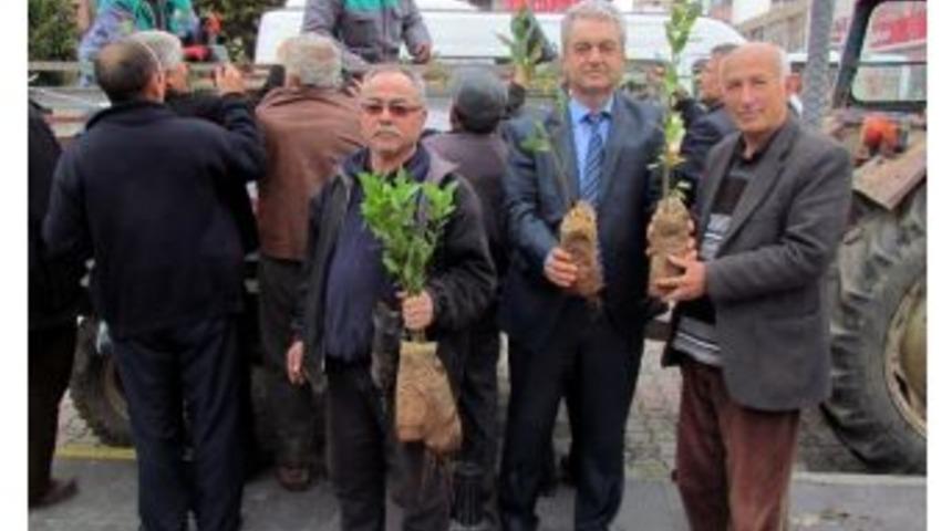 Kumluca&rsquo;da Vatandaşlara Fidan Dağıtıldı