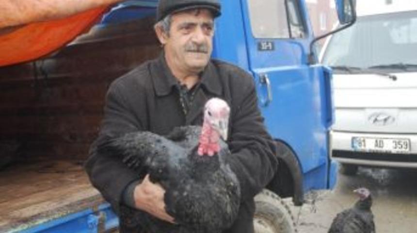 Pazarın G&ouml;zdesi Hindi Ve Kaz