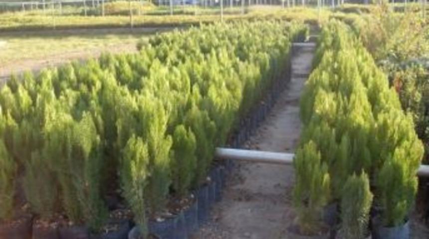 Orman B&ouml;lge M&uuml;d&uuml;rl&uuml;ğ&uuml;&rsquo;nden Yeni Yıl İ&ccedil;in &Uuml;cretsiz Fidan