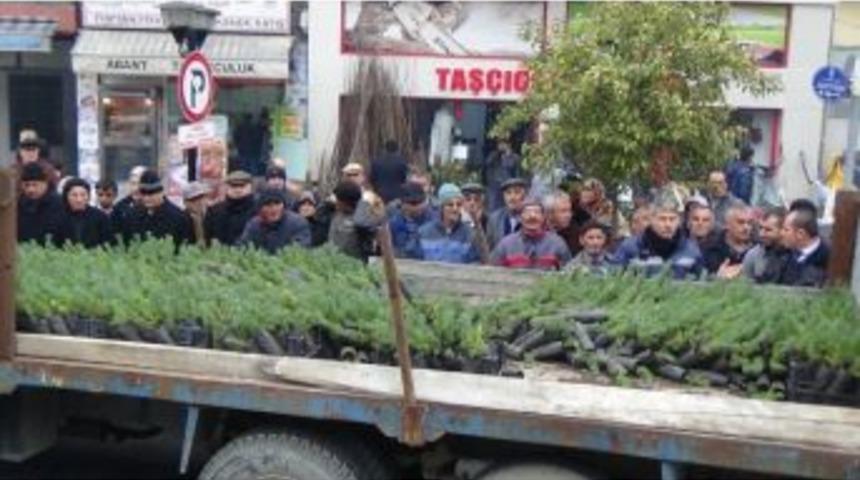 &Ccedil;aycuma Belediyesi Vatandaşlara &Ccedil;am Fidanı Dağıttı