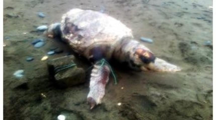 Y&uuml;zgecine Parke Taşı Bağladıkları Caretta Caretta'yı Denize Attılar