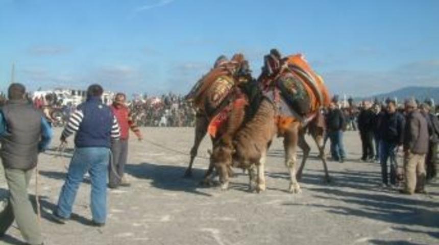 Karaağa&ccedil;&rsquo;ta Deve G&uuml;reşi Festivali