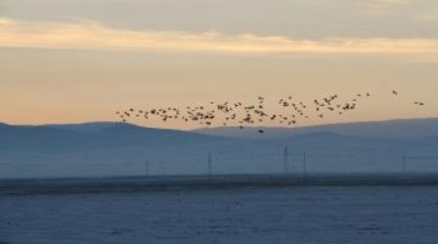 Kura Nehrinin Yeni Sembol&uuml; Yaban &Ouml;rdekleri Elleriyle Besliyor