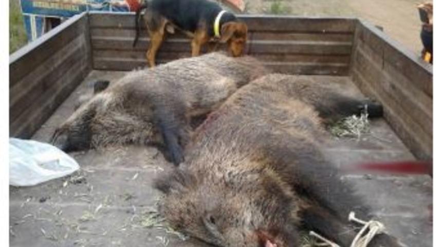 Avcılar 2 Dev Domuz Vurdu