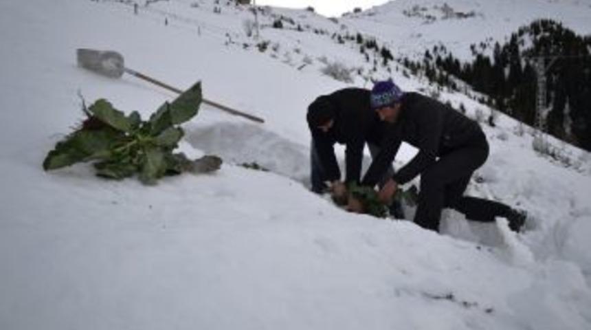 Karla Kaplı Tarlada Pancar Hasadı