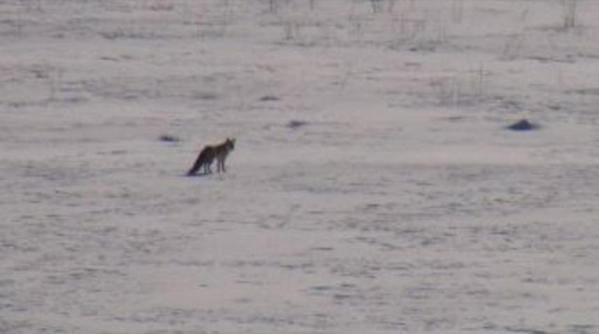 A&ccedil; Kalan Kurtlar İl&ccedil;eye İndi