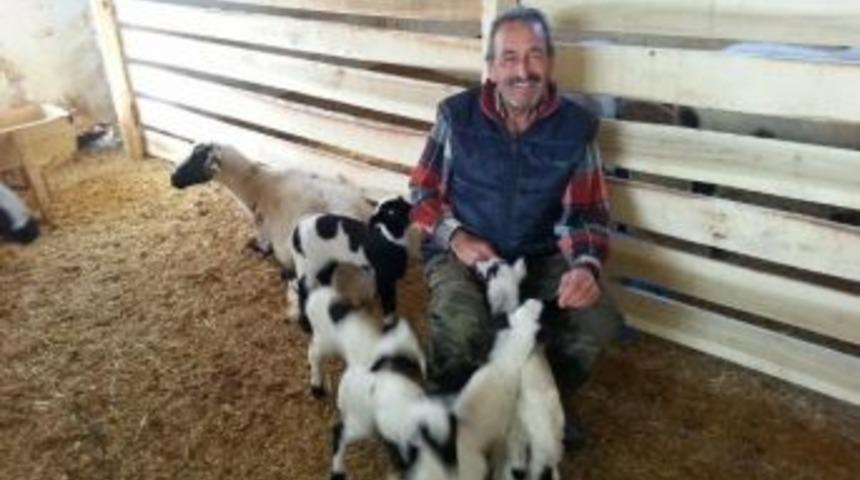 K&ouml;pr&uuml;başı'nda Sakız Cinsi Koyun Beşiz Doğurdu