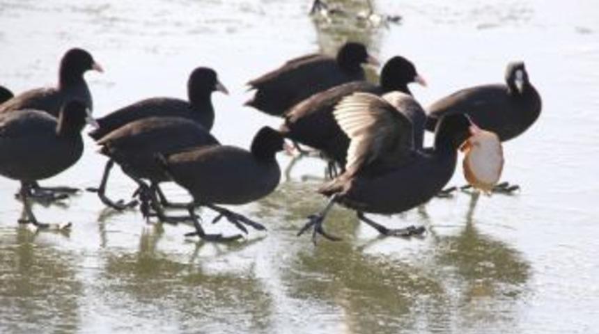 Mogan'da Kuşların Yaşam M&uuml;cadelesi