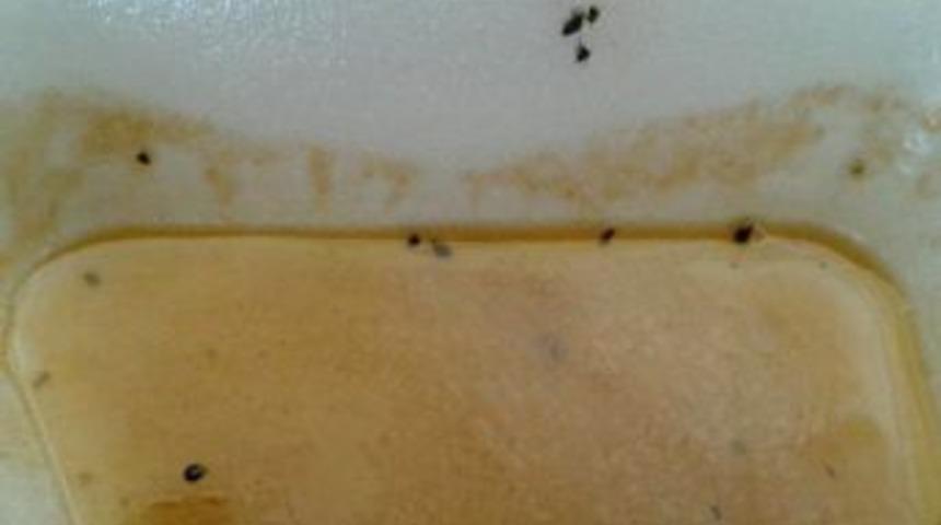 K&uuml;rt&uuml;n&rsquo;deki Yemek Skandalı'na Valilik Ve Kaymakamlık El Koydu