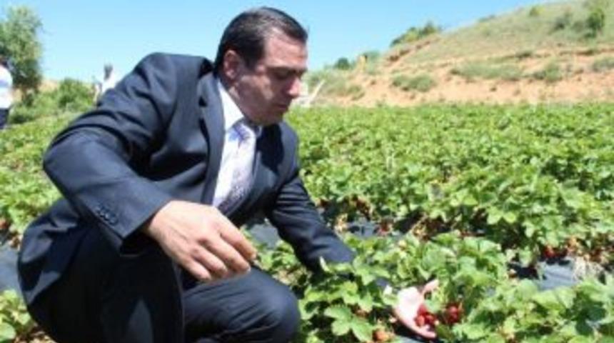 H&uuml;y&uuml;k&rsquo;te Organik &Ccedil;ilek &Uuml;retim Sahası Genişliyor