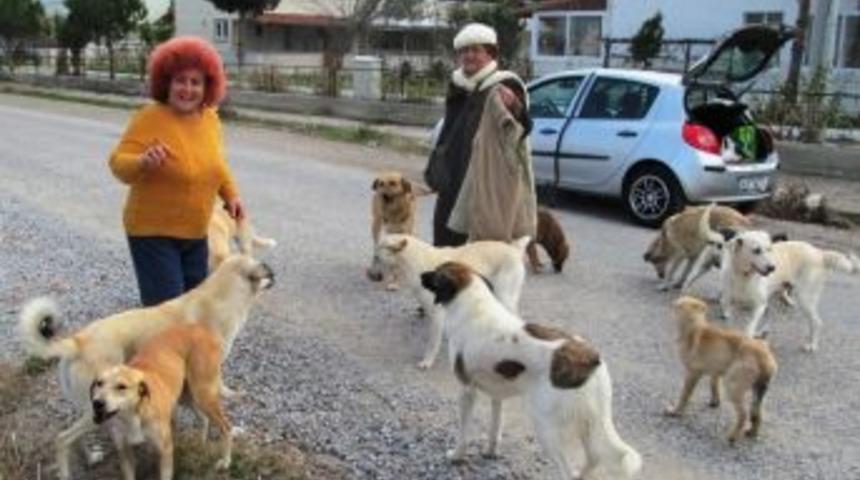 Yazlık&ccedil;ıların Terk Ettiği K&ouml;peklere Sahip &Ccedil;ıkıyor