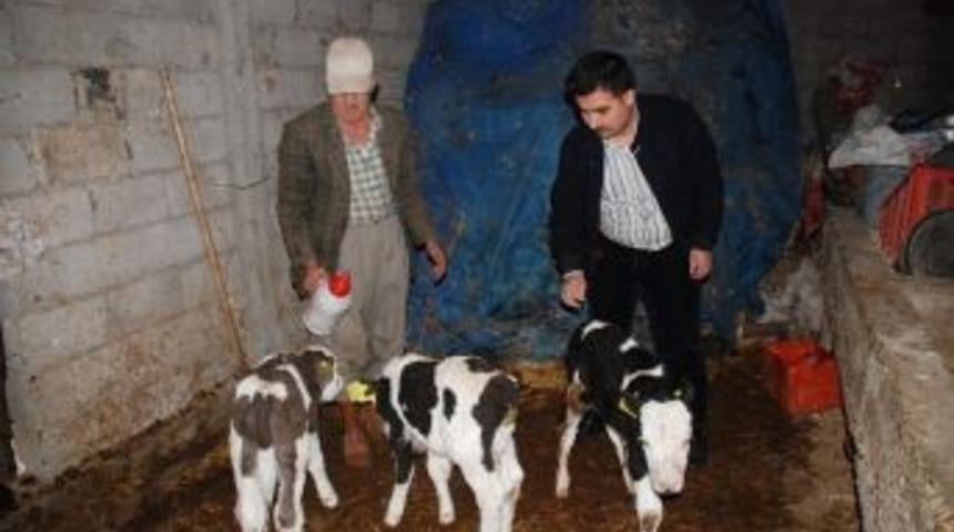 (&ouml;zel Haber) Silifkeli &Ccedil;ift&ccedil;iye "&uuml;&ccedil;&uuml;z Buzağı" S&uuml;rprizi