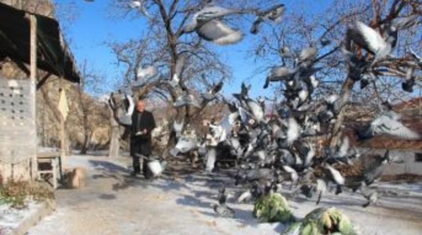 Oltu'da A&ccedil; Kalan G&uuml;vercinlere Hayvansever Vatandaşlar Sahip &Ccedil;ıktı