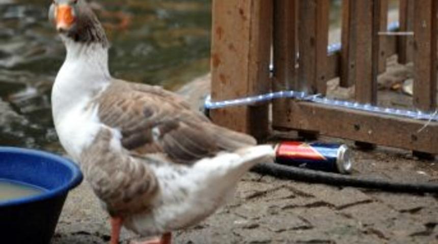 Kuğular, I&ccedil;ki Şişeleri Arasında Y&uuml;zd&uuml;