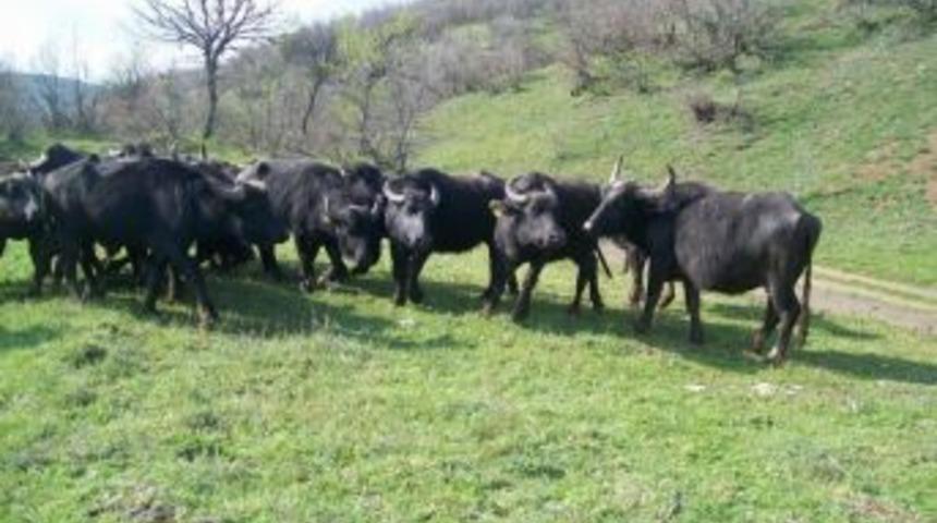 Manda Destekleme Primleri &Ouml;dendi