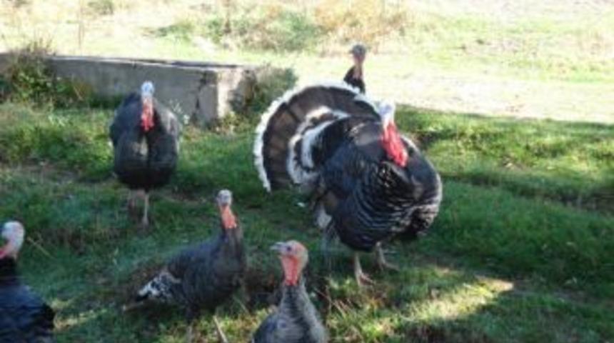 Sahte Parayla Satın Alınan Kaz Ve Hindiler Bulundu