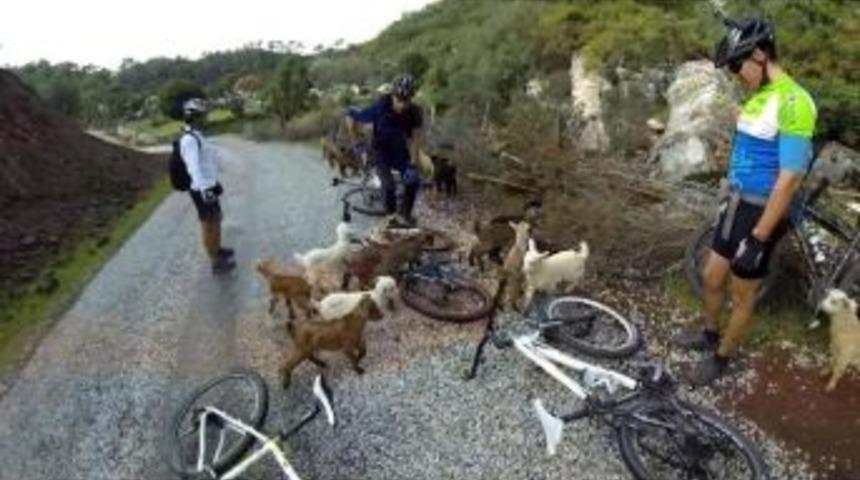 Oğlaklar Yolu Kapattı Bisiklet&ccedil;iler Keyifli Anlar Yaşadı
