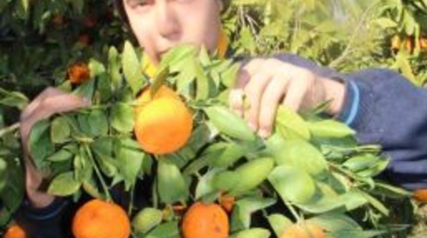 Mandalina Ağa&ccedil;ta Kaldı