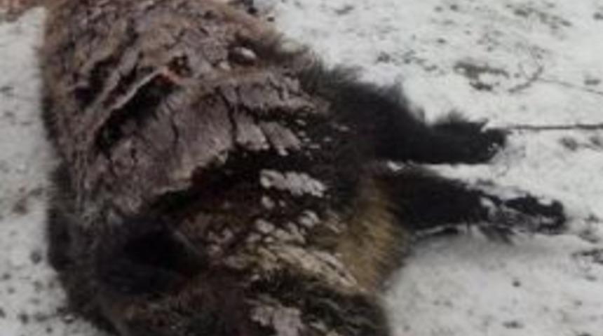 Kargı&rsquo;da Yaban Domuzu Avı