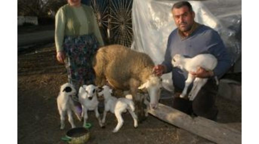 Yeni Nesil Karya Koyunu Altız Doğurdu