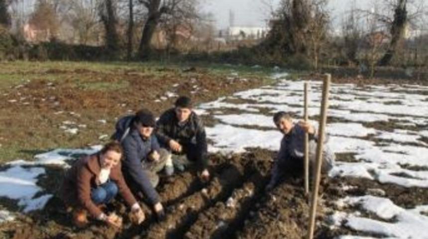 &Ccedil;aycuma&rsquo;da Lale Ve Zambak Ekimi İlk Defa Denendi