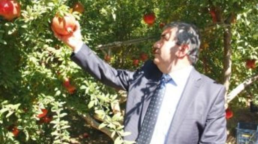 Döşemealtı Belediyesi’nden Nar Üreticisine Destek