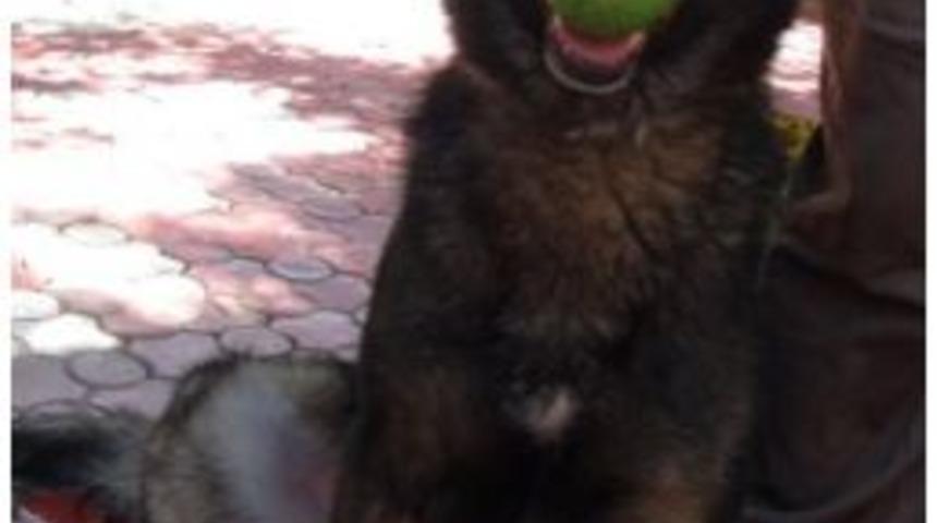 Dedekt&ouml;r K&ouml;ğeği Tapi, Batman'dan Muğla'ya G&ouml;nderildi