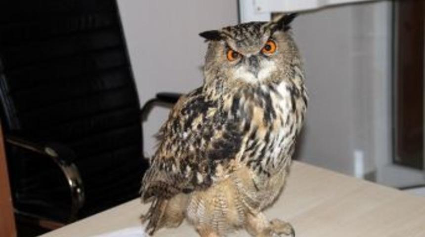 Yaralı Baykuş Yetkililere Teslim Edildi