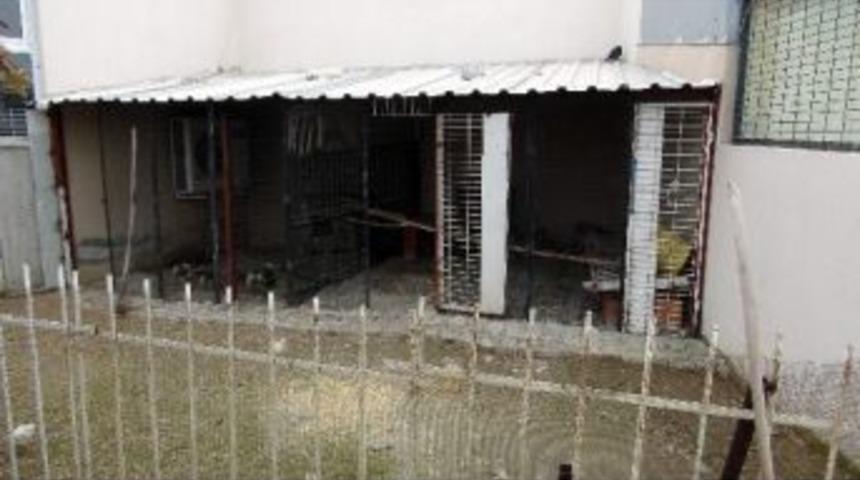 Minik Karga Civcivleri Kardeş Olarak Benimsedi