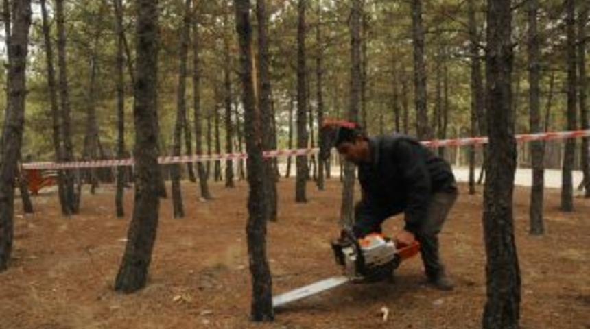 Ormanlara Bakım &Ccedil;alışması Yapılıyor