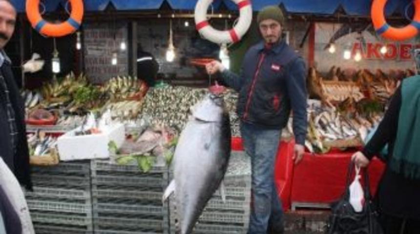 Kanser Tedavisi İ&ccedil;in K&ouml;pek Balığı Sipariş Etti