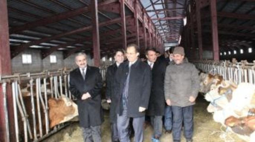 Bing&ouml;l'de 37 Aileye 148 Baş Gebe D&uuml;ve Dağıtıldı