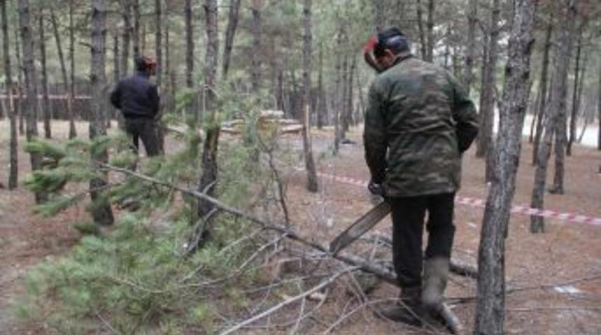 Bahabey &Ccedil;amlığı Bakıma Alındı