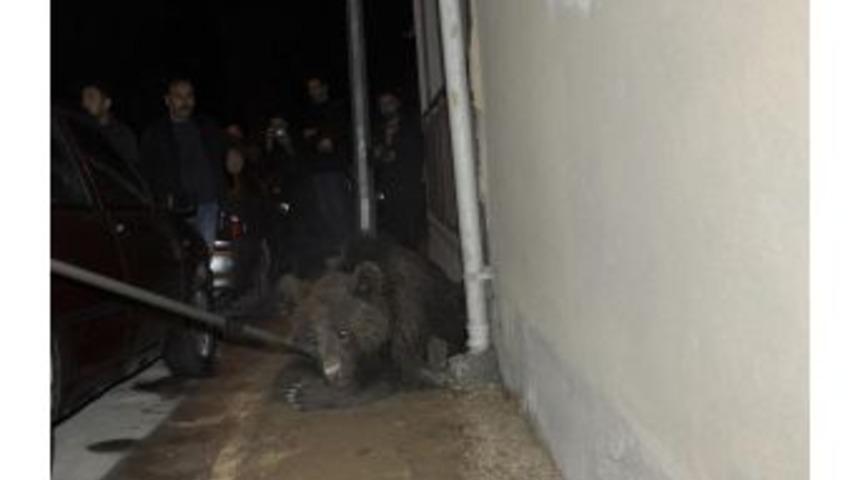 İneg&ouml;l Il&ccedil;e Merkezine Ayı Indi