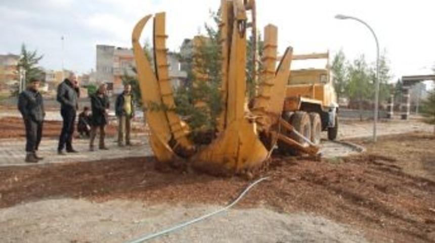 Kesilecek Ağa&ccedil;ları Belediye Kurtardı