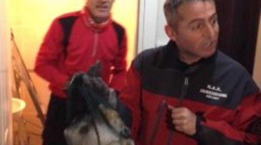 2 Hafta Mahsur Kalan Kedi İ&ccedil;in M&uuml;thiş Seferberlik...(&ouml;zel Haber)