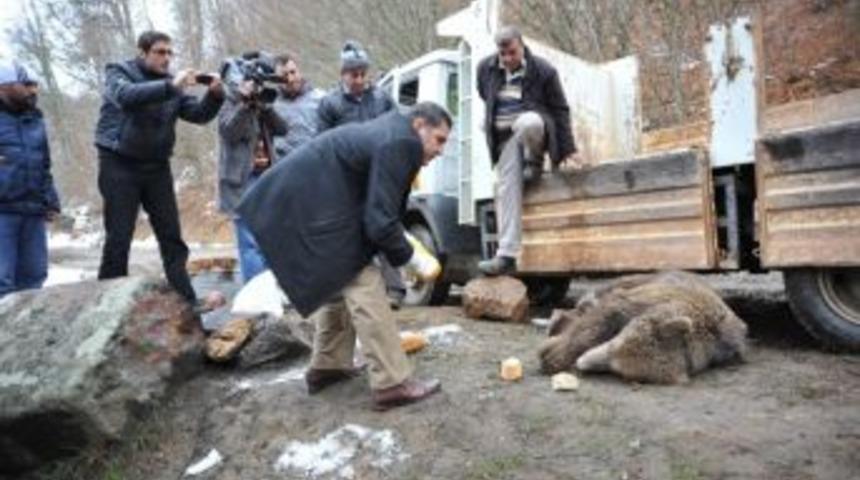 İneg&ouml;l'&uuml; Birbirine Katan Ayı Ormana Bırakıldı