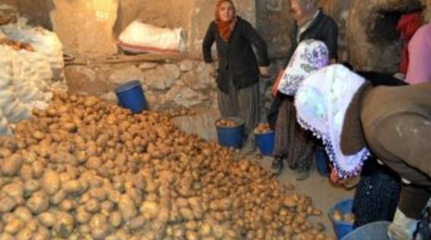 &Ccedil;ift&ccedil;i Patatesin Fiyatından Memnun