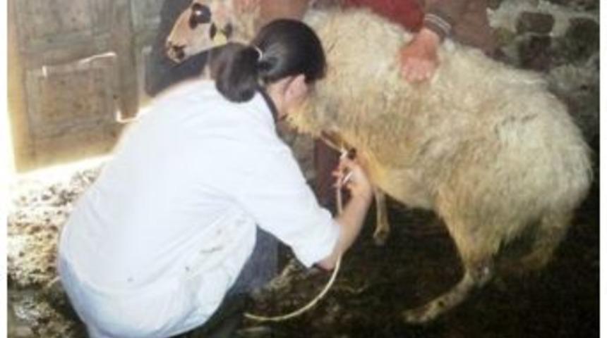 K&uuml;tahya'da 'ke&ccedil;i &Ccedil;iceği' Hastalığı