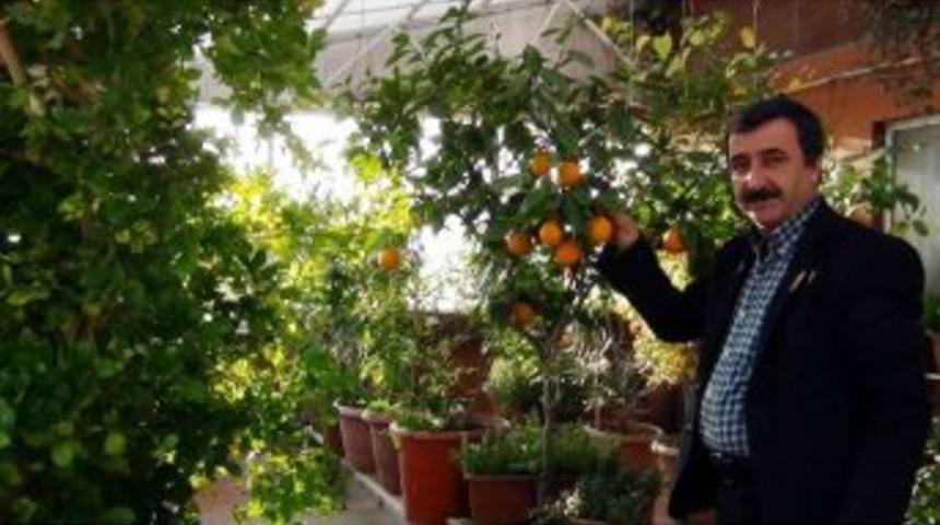 Erciş&rsquo;te Kış Ortası Botanik Bah&ccedil;esi