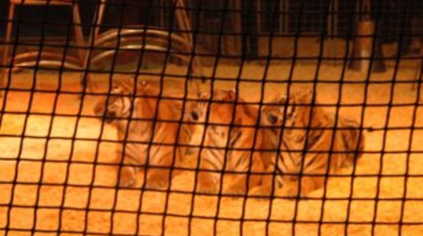 Milano Sirki G&ouml;sterileri Başladı